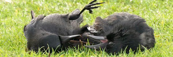 disappointment Profile Banner