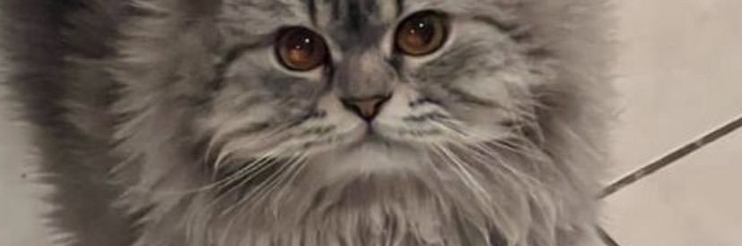 essamaaziz12's profile banner image