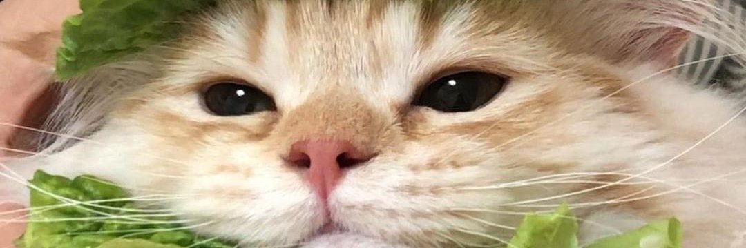 zentyl👨🏼‍🍳 banner