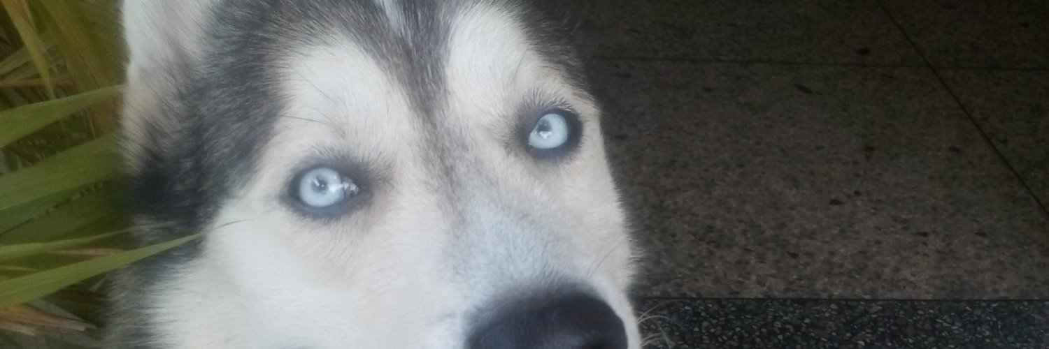 Fundación SOS CAN banner