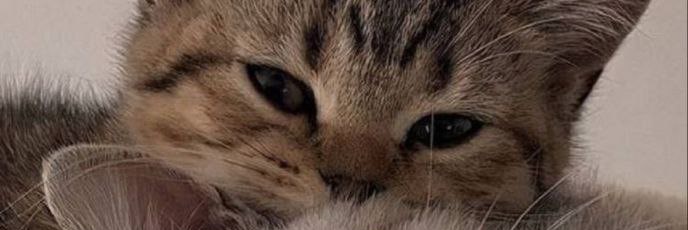 __nahall's profile banner image