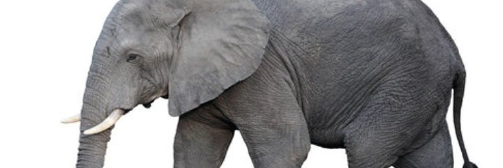 MudzimbaJoe's profile banner image