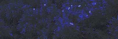 骨kotsusho_inuku banner