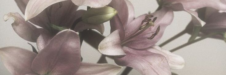 emaa🪽 banner
