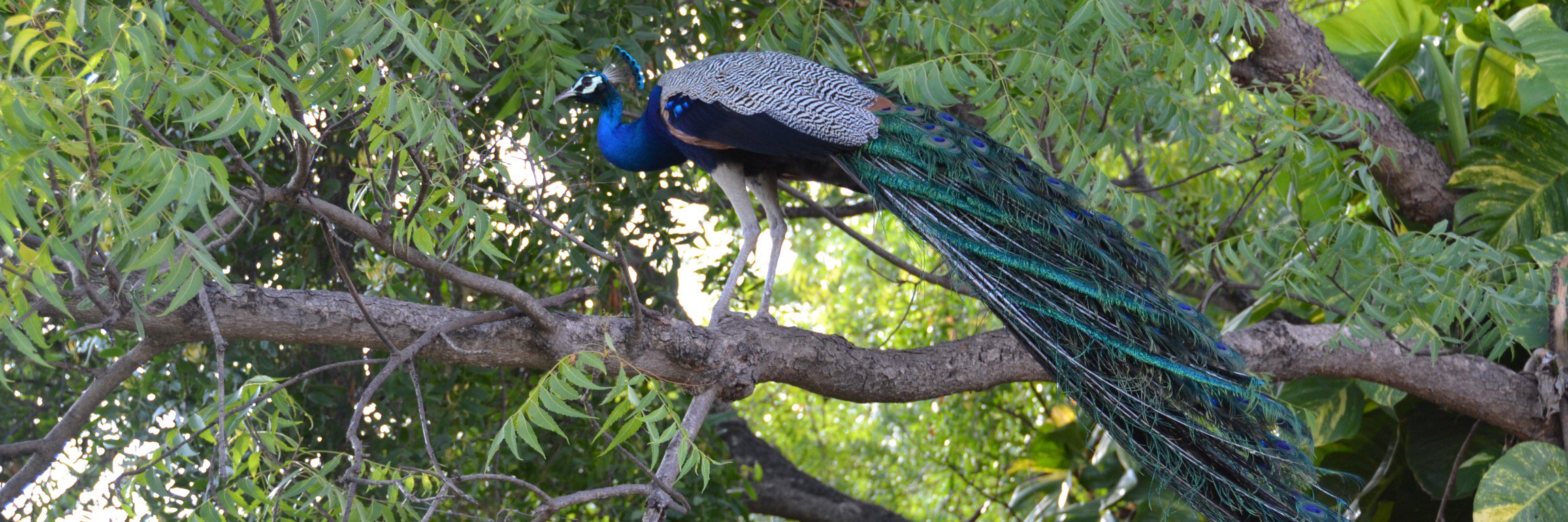 Cleanup Tamil Nadu banner