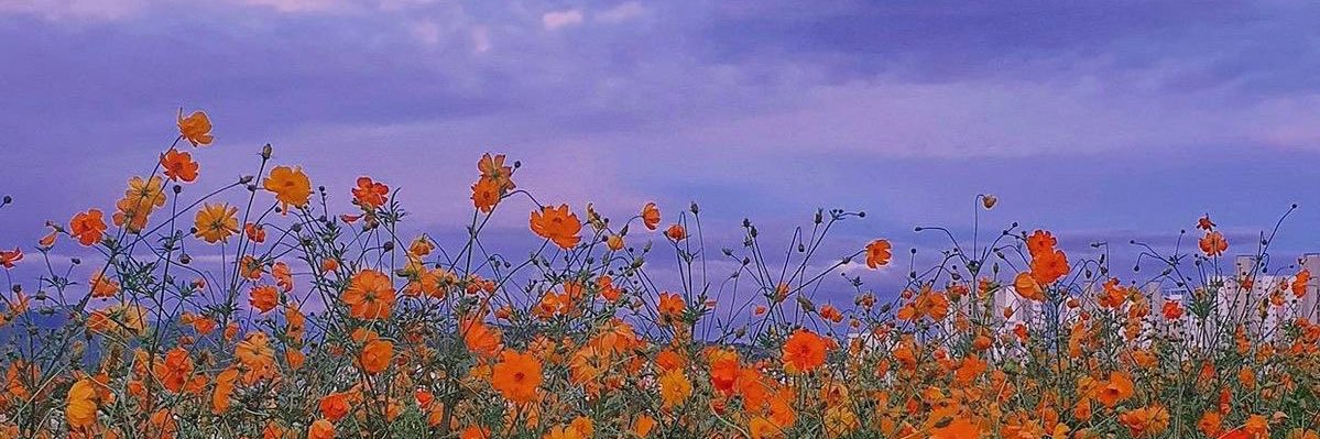 sunflowerhs02's profile banner image