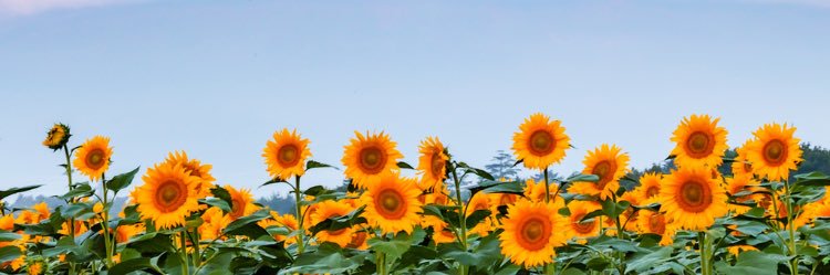 soniacodell's profile banner image