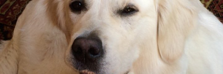 guys…? banner