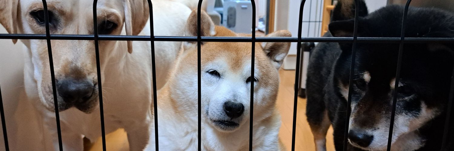 piigyu_bowwow's profile banner image