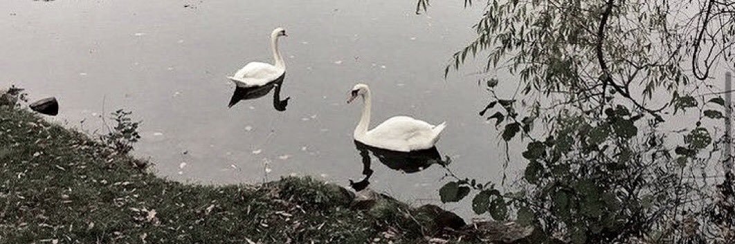 𝗙𝗮𝘆𝗲 𝗔𝗻𝗷𝗲𝗹𝗶𝗻𝗮 banner