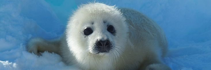 Shady seal facts banner