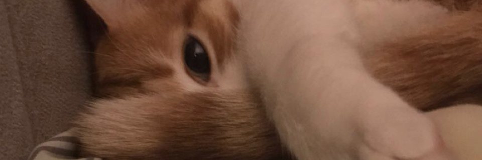 perihanhoca's profile banner image