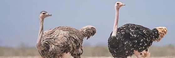 Burung Unta banner