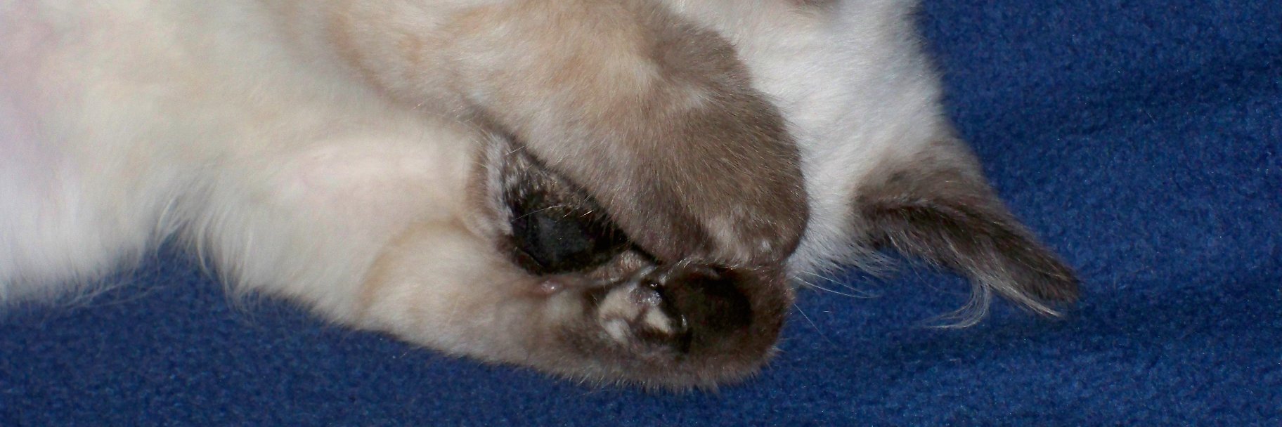 grimmtooth's profile banner image