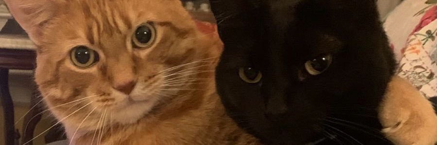 bnby🐈‍⬛🩵 banner