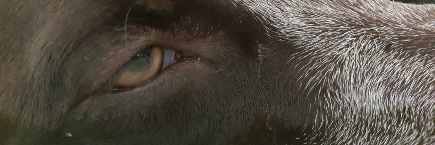 AusSuvo's profile banner image