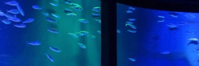 🦋 banner