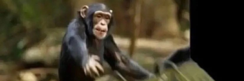 Daniel Macleod banner