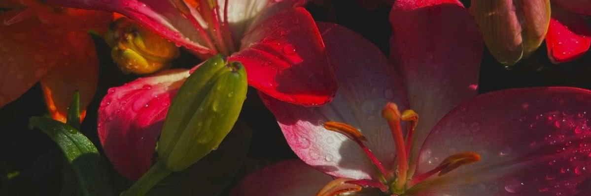xiearnn's profile banner image