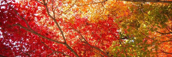 rinmon Profile Banner