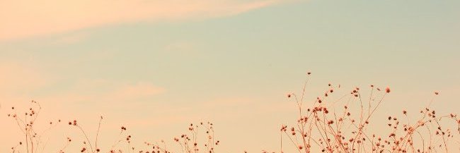 trannoo9335's profile banner image