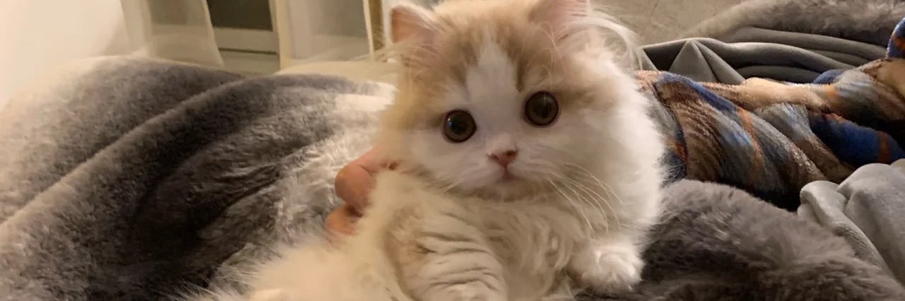𝐿𝑦𝑛 🐈 banner
