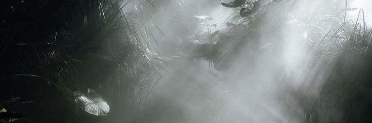 patcat banner