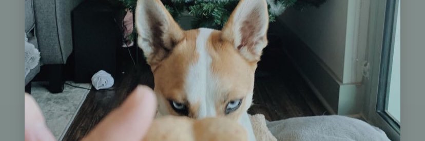 slomdognft's profile banner image