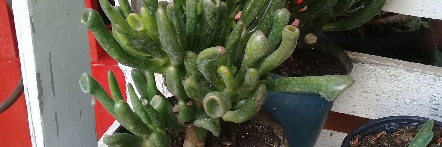 gochovet's profile banner image