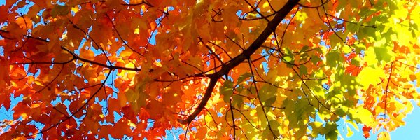 dlaur5 Profile Banner