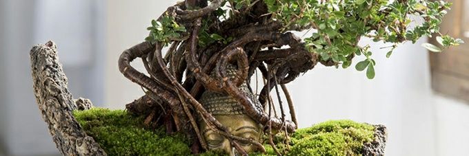 盆栽頭赤男(ぼさお)(Ø,G)🖐️ ✦ 🌏 banner