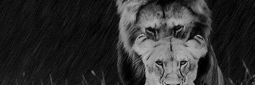 dicfur's profile banner image