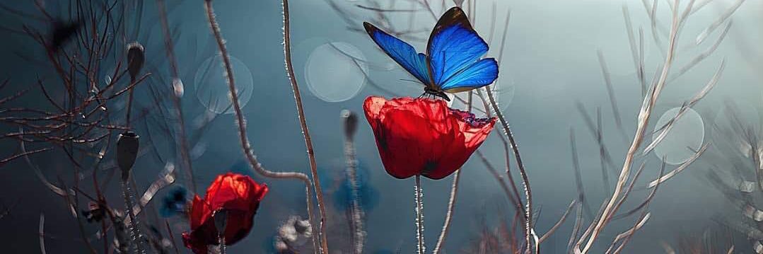 aquinodelamore's profile banner image