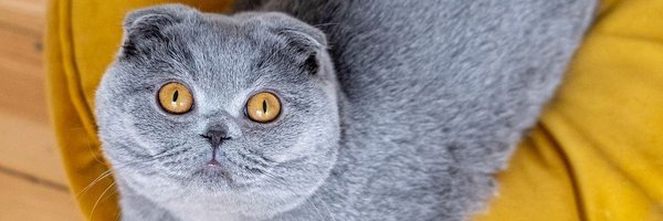 CozyfurCats Profile Banner