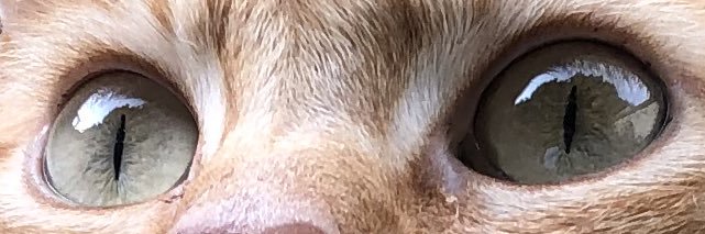 shankschatroux's profile banner image