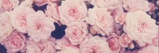 ashleyann444's profile banner image