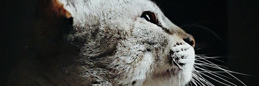 enoscaldas's profile banner image
