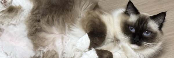 Tsubomi_qq Profile Banner