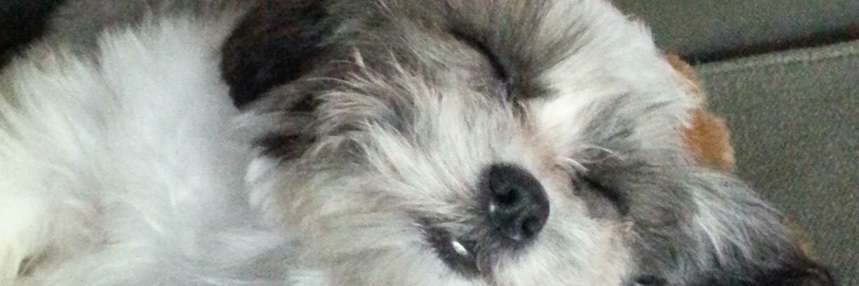 rednsammy's profile banner image
