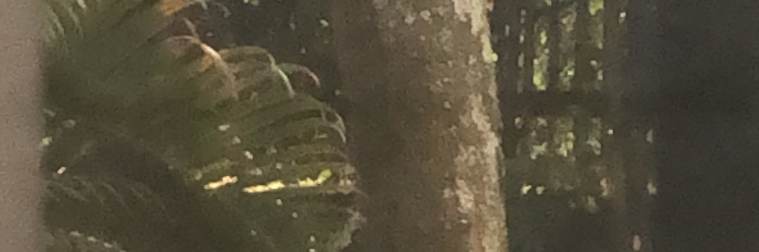 josealejandror's profile banner image