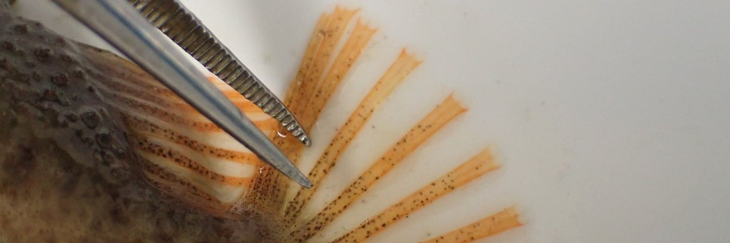 Jessica Di Toro banner