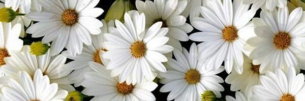 AnaAndrd's profile banner image