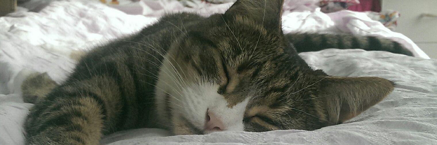 meeow99's profile banner image