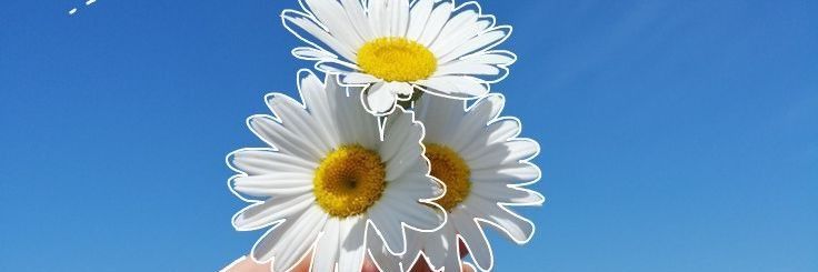 Lea Rose banner