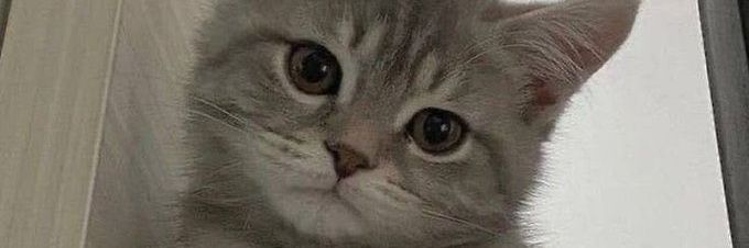 nobiwufff's profile banner image