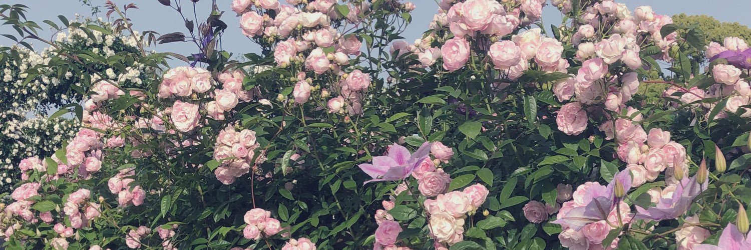 花岡こよ@ウルトラ低浮上 banner