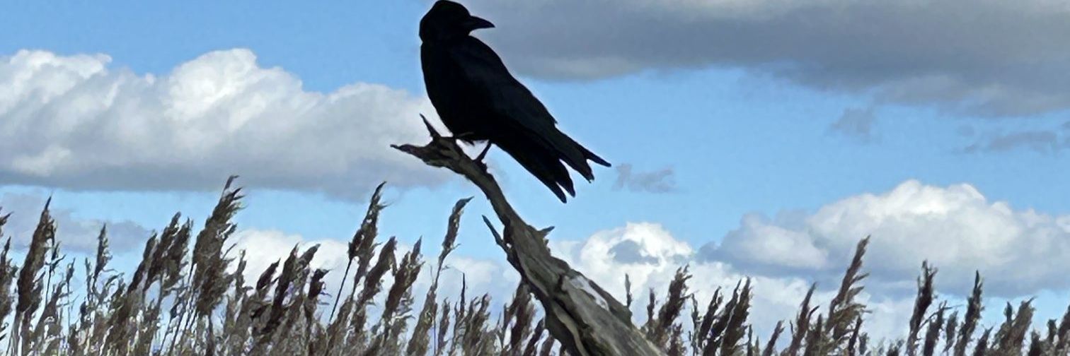 i dont like cricket ! banner