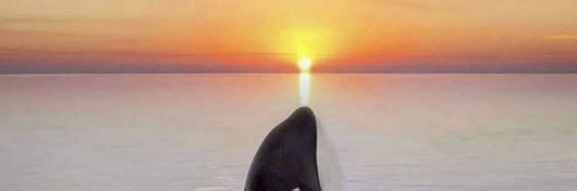 SARDINEwS_CRYPTO-AI banner