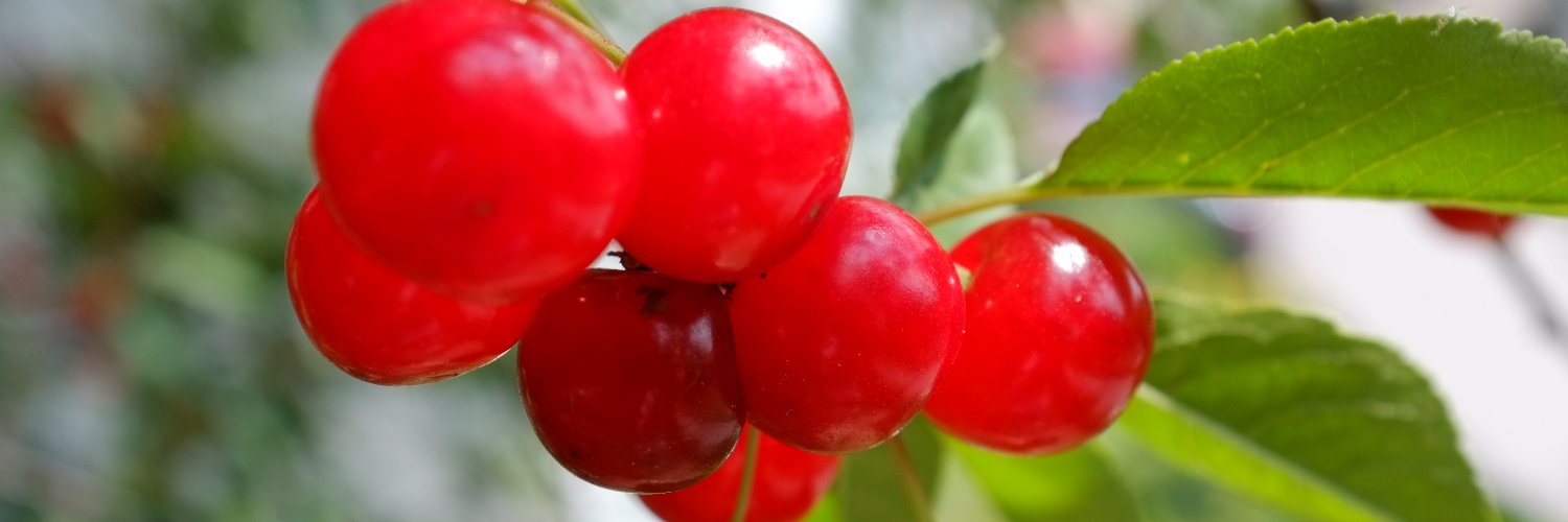 Nikolai Geishauser banner