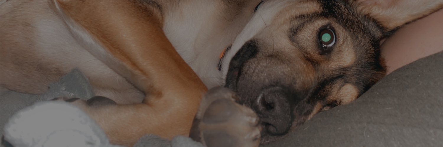 Kate_Bice's profile banner image